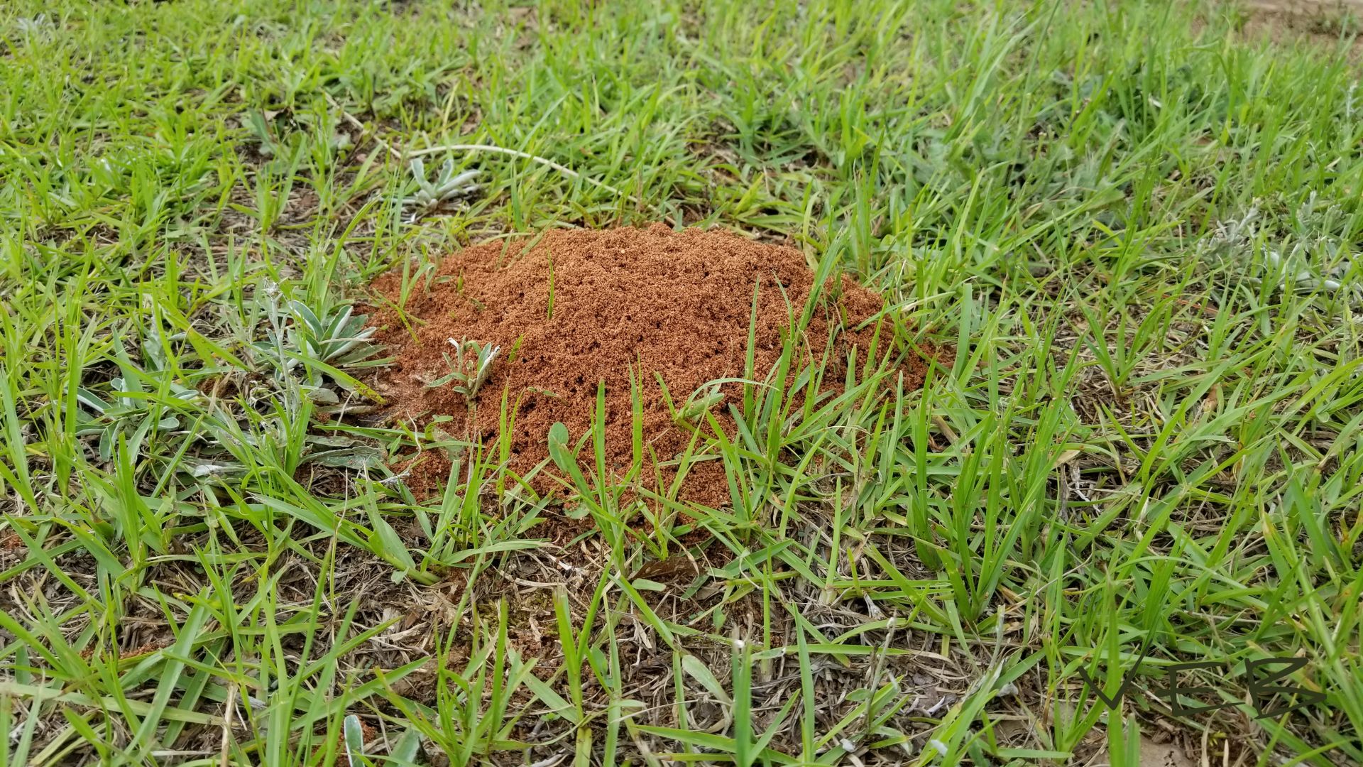 Fire ant mound (copy)